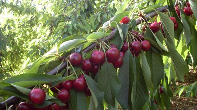 thumbs/01_cerises_011.JPG.jpg