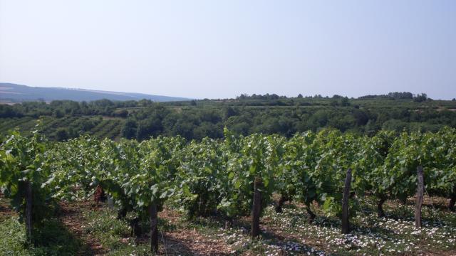 thumbs/05_coulanges_la_vineuse_pays_de_cerises_02.JPG.jpg