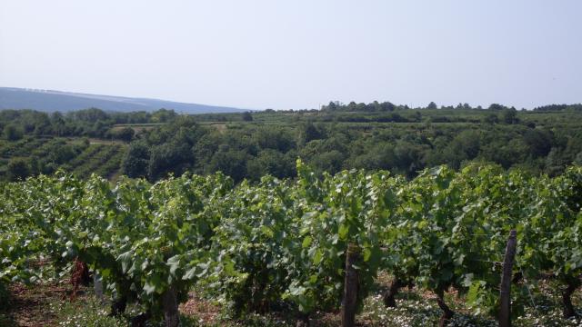 thumbs/05_coulanges_la_vineuse_pays_de_cerises_03.JPG.jpg