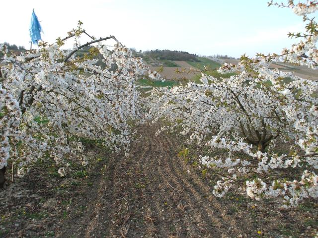 thumbs/arboriculture_cerisiers_fleurs_01.jpg.jpg