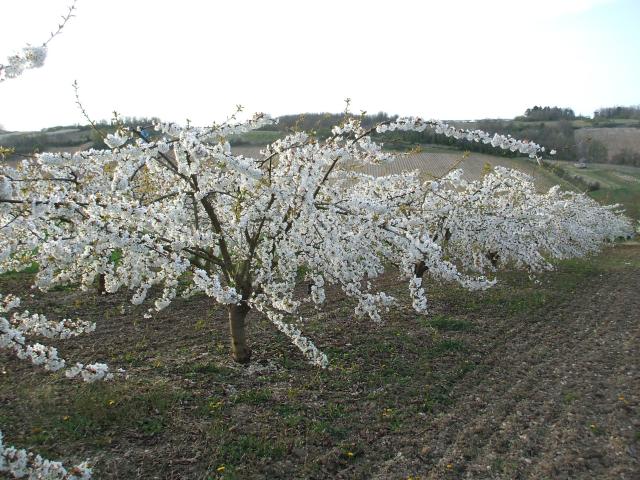 thumbs/arboriculture_cerisiers_fleurs_02.jpg.jpg