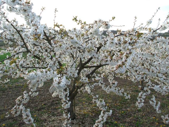 thumbs/arboriculture_cerisiers_fleurs_03.jpg.jpg