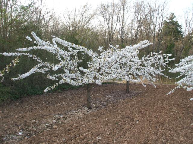 thumbs/arboriculture_cerisiers_fleurs_04.jpg.jpg