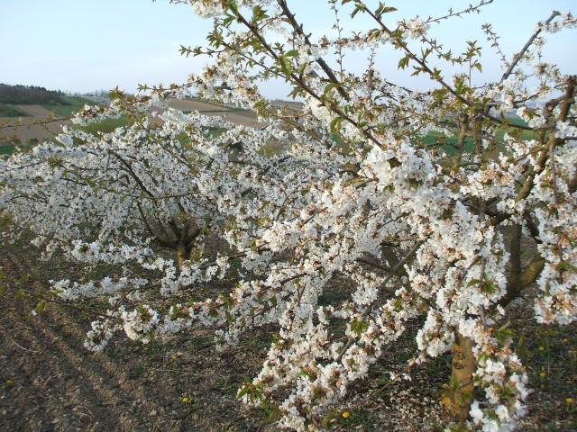 thumbs/arboriculture_cerisiers_fleurs_05.jpg.jpg