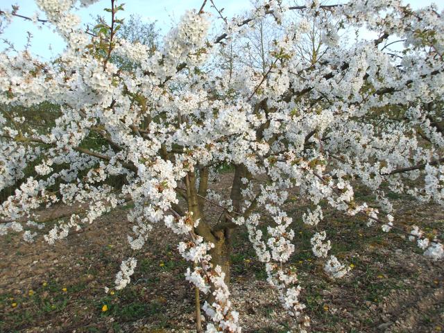 thumbs/arboriculture_cerisiers_fleurs_06.jpg.jpg