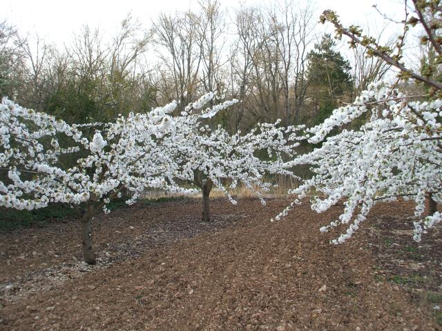 thumbs/arboriculture_cerisiers_fleurs_07.jpg.jpg