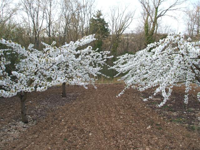 thumbs/arboriculture_cerisiers_fleurs_08.jpg.jpg