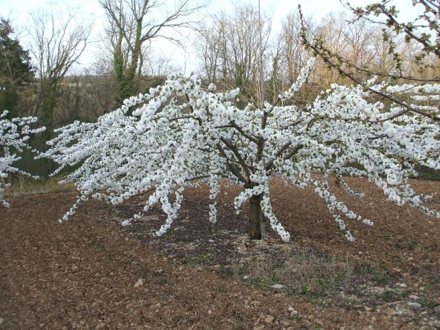 thumbs/arboriculture_cerisiers_fleurs_09.jpg.jpg