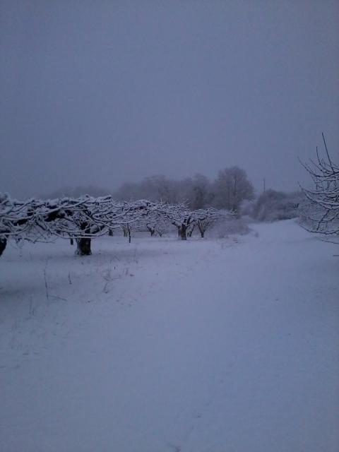 thumbs/arboriculture_cerisiers_neige_01.jpg.jpg