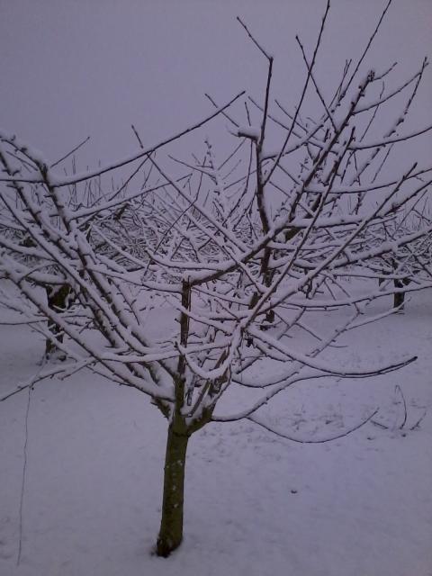thumbs/arboriculture_cerisiers_neige_02.jpg.jpg